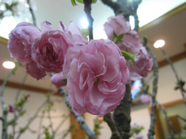 c0177951_1822441.jpg