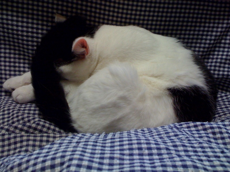 e0026053_1336927.jpg