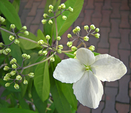 a0001354_2215812.jpg