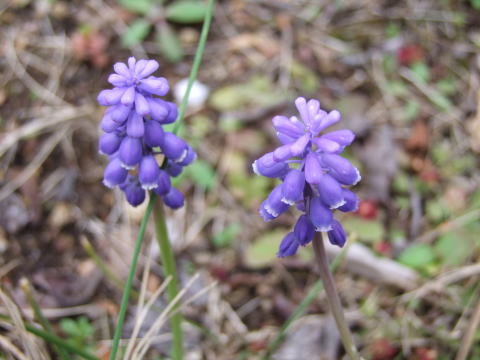 e0088260_13383644.jpg
