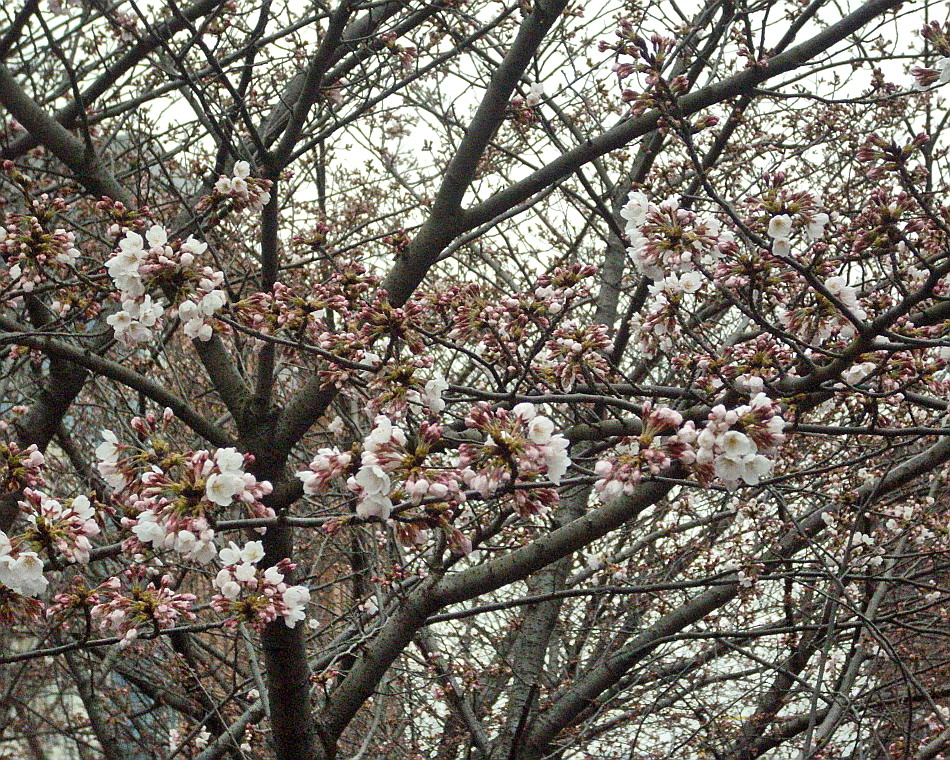 c0138198_1514146.jpg