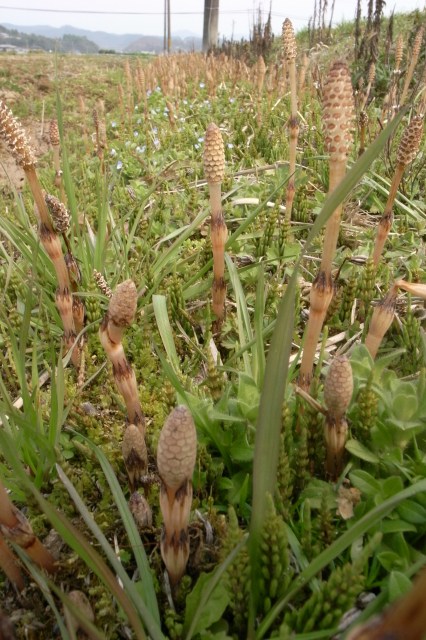 f0073398_1501190.jpg