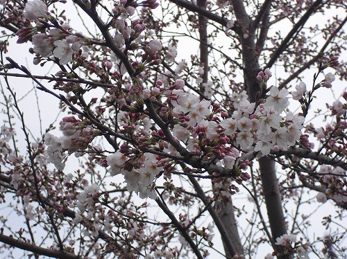 c0227800_821420.jpg