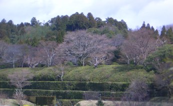 f0195963_959898.jpg