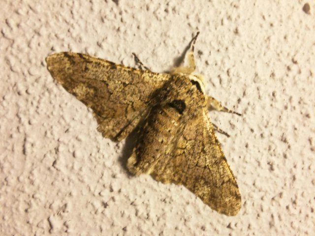 e0083097_21585994.jpg