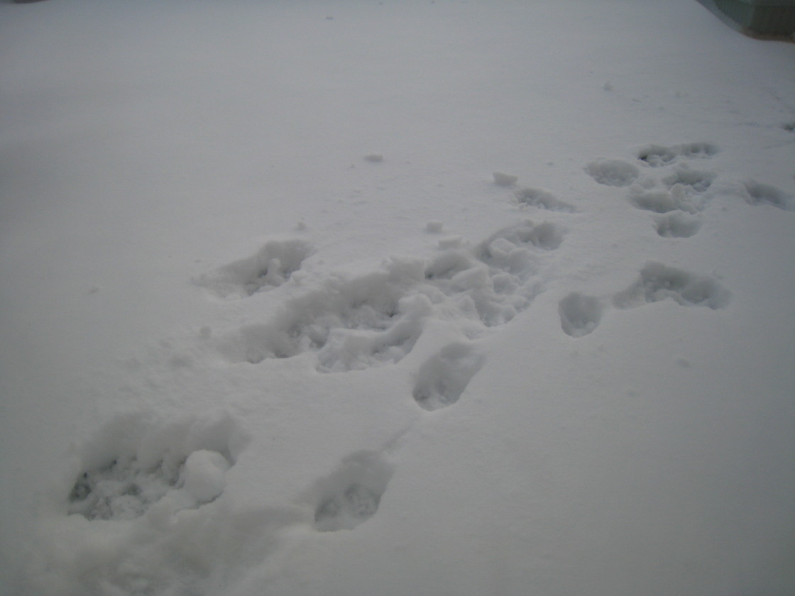 c0079011_6333854.jpg