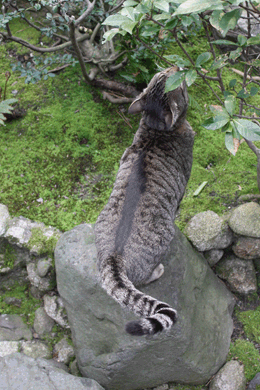 e0156015_123158100.gif