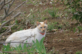 e0052135_2110224.gif
