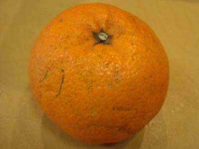f0208737_8325562.jpg