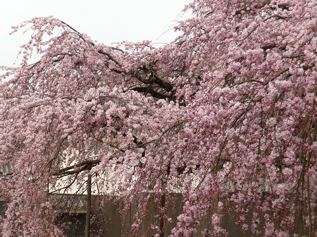 c0057946_18545641.jpg
