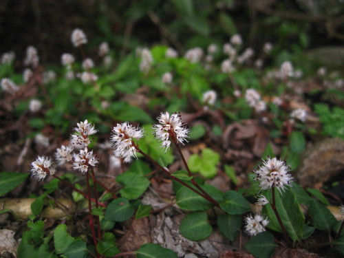 c0179351_2048439.jpg