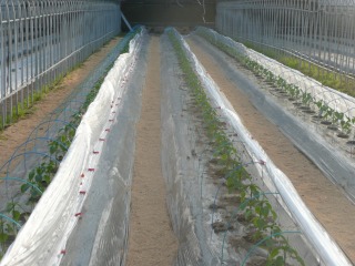 f0055264_19484734.jpg
