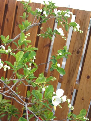 f0155475_21425247.jpg