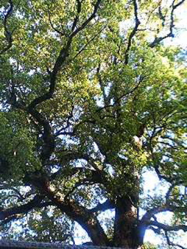 f0054677_91089.jpg