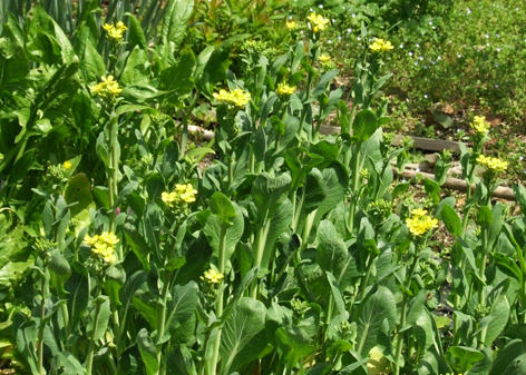 f0132391_1455195.jpg
