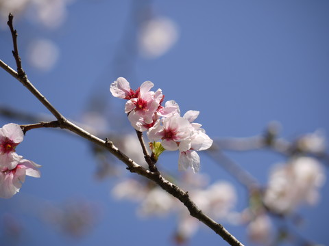 a0133493_10392739.jpg