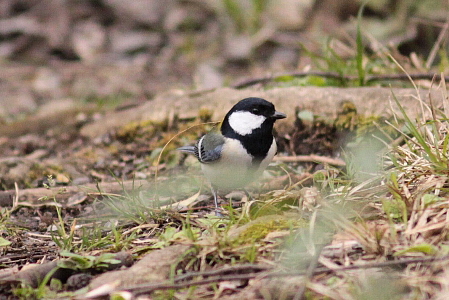 d0133693_6254450.jpg