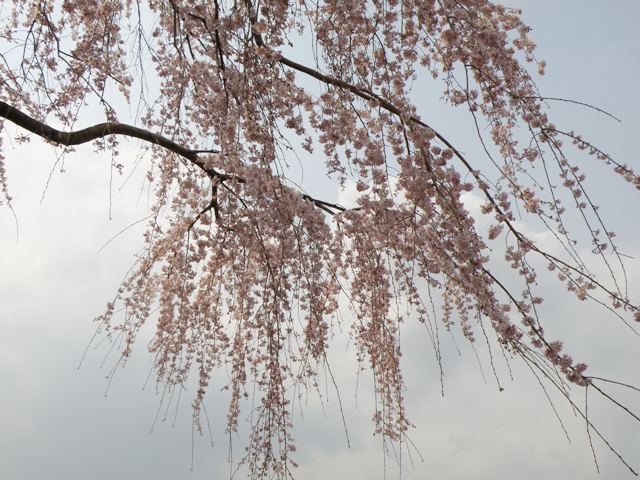 c0200895_1352951.jpg