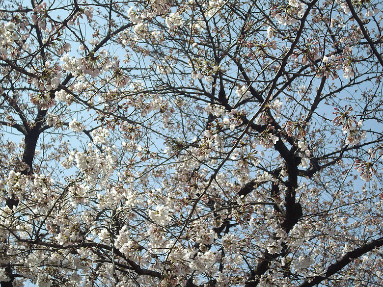 c0138198_1421512.jpg
