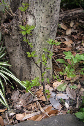 c0177109_1432255.jpg