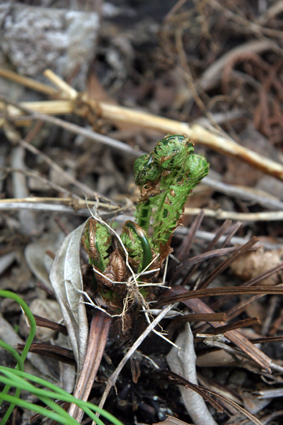 c0177109_1436639.jpg