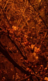 f0014209_0315077.jpg