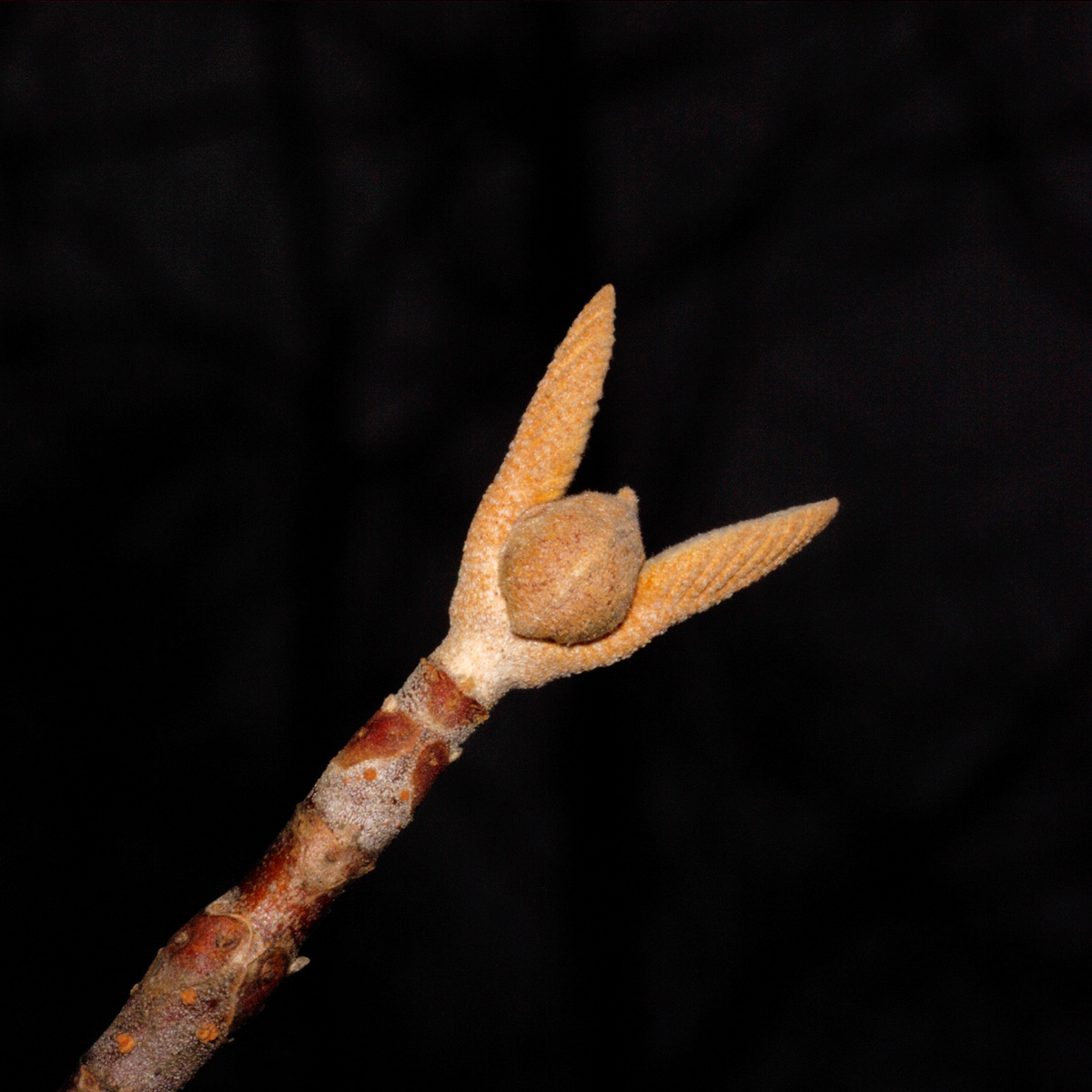 e0142611_1235221.jpg