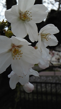 d0150013_1619346.jpg