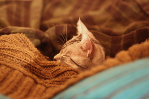 a0129020_1014080.jpg