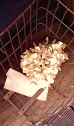 e0189225_1447379.jpg
