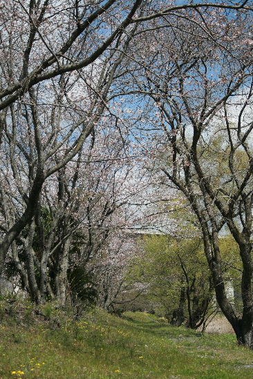 f0082141_4505914.jpg