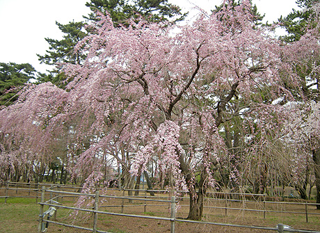a0001354_22252917.jpg