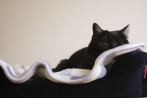 猫ベッドで半寝状態の小僧