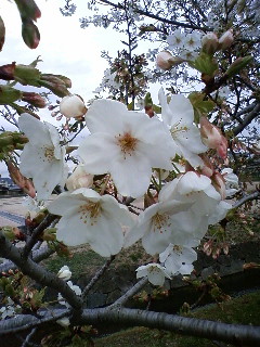 c0026594_15165269.jpg