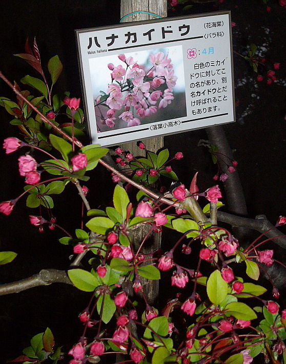 c0138198_1826369.jpg