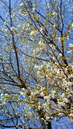 c0017505_1344956.jpg