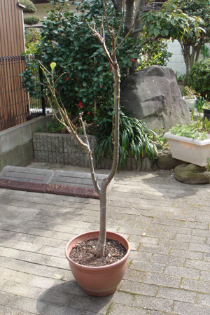 a0019212_1113350.jpg