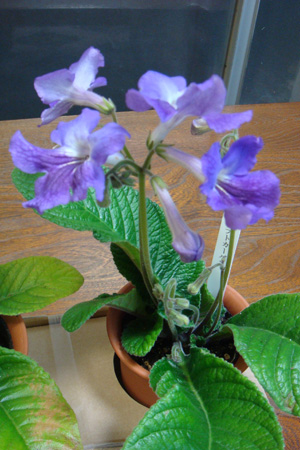 a0019212_1125198.jpg