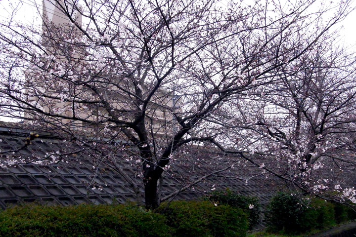 e0083517_23413784.jpg
