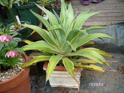 f0059818_22534791.jpg