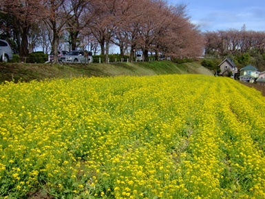 桜と菜の花