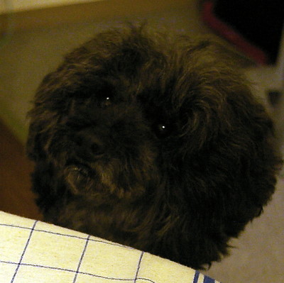 d0026745_517019.jpg