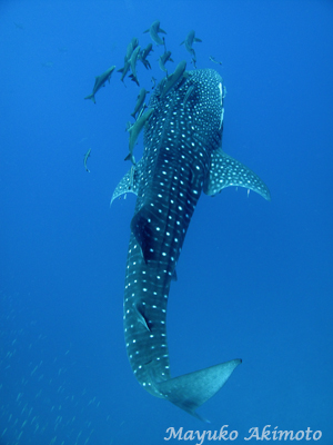 e0027447_23423068.jpg