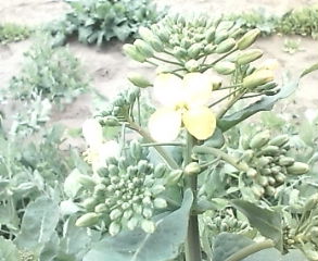 e0150849_13553966.jpg