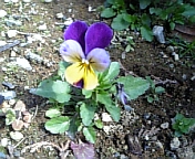 e0150849_20421190.jpg
