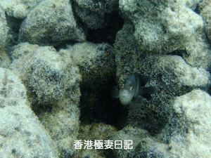 f0190653_10233389.gif