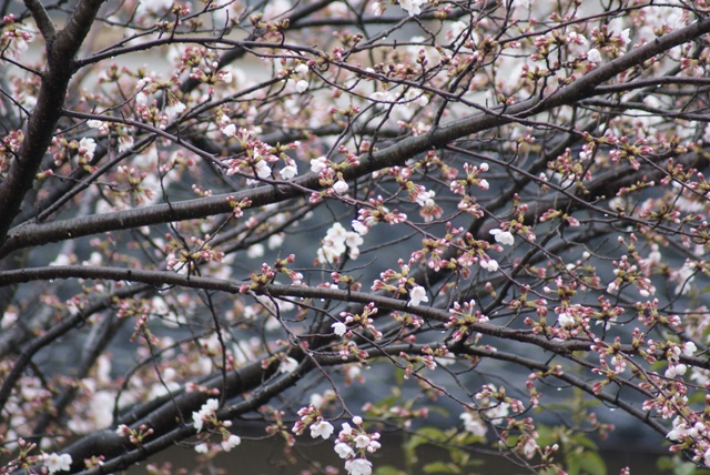 a0091666_1083715.jpg