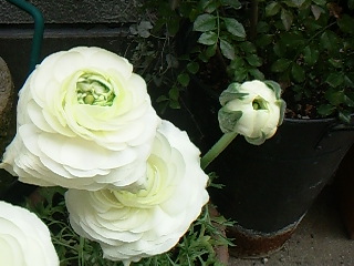 f0142668_5574626.jpg