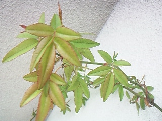 f0142668_6243392.jpg