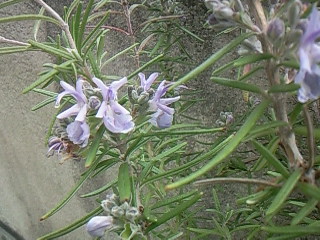 f0142668_675575.jpg